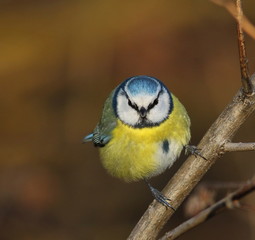Fototapeta premium Eurasian blue tit, Cyanistes caeruleus 