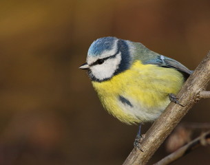 Eurasian blue tit, Cyanistes caeruleus 