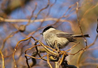 Marsh Tit, Parus palustris