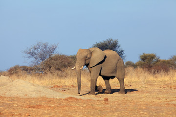 Fototapeta premium The African bush elephant (Loxodonta africana) a big man digging a hole in the sand in a dry savanna