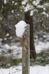 moss and snow covered fence post with barb wire in winter