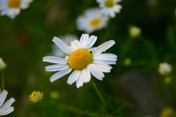 Obraz na płótnie Canvas green meadow daisy white yellow closeup