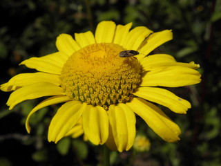 bug perched on a yellow daisy