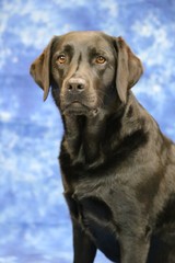 Fototapeta premium Labrador im Studio