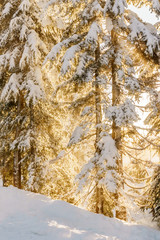 Fototapety  Boże Narodzenie wiecznie zielone sosny w słoneczny dzień lasu snowin zima.