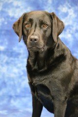 Fototapeta premium Labrador im Studio