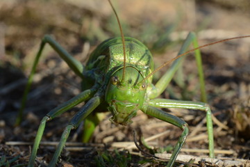 cicada looking at us while laying eggs on the ground