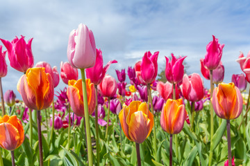 Beautiful orange and yellow tulip fields around Lisse in April