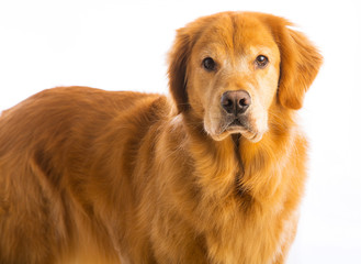 Obraz premium Golden Retriever Dog