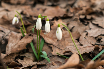 Snowdrops in the forest. Snowdrop flower is one of the spring symbols telling us winter is leaving and we have warmer times ahead. Fresh green well complementing the white blossoms.