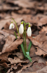 Snowdrops in the forest. Snowdrop flower is one of the spring symbols telling us winter is leaving and we have warmer times ahead. Fresh green well complementing the white blossoms.