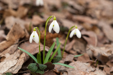 Snowdrops in the forest. Snowdrop flower is one of the spring symbols telling us winter is leaving and we have warmer times ahead. Fresh green well complementing the white blossoms.