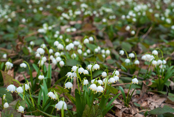 Snowdrops in the forest. Snowdrop flower is one of the spring symbols telling us winter is leaving and we have warmer times ahead. Fresh green well complementing the white blossoms.