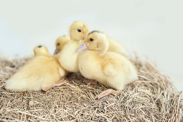 yellow fluffy ducklings in a basket with hay, ducks on the hay on easter