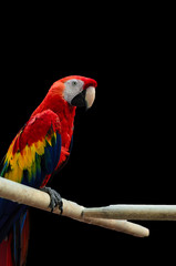 The scarlet macaw isolated on black background