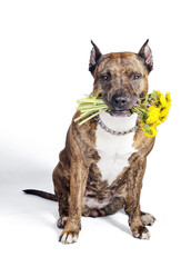Brown American Staffordshire Terrier dog with cropped ears posing with a yellow dandelions bouquet. Isolate on white background.