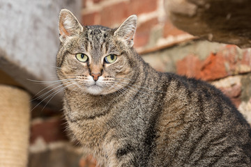 European domestic cat for adoption in a Belgian shelter
