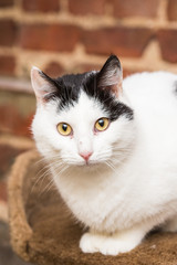 European domestic cat for adoption in a Belgian shelter
