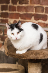 Fototapeta na wymiar European domestic cat for adoption in a Belgian shelter