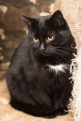 Fototapeta premium European domestic cat for adoption in a Belgian shelter