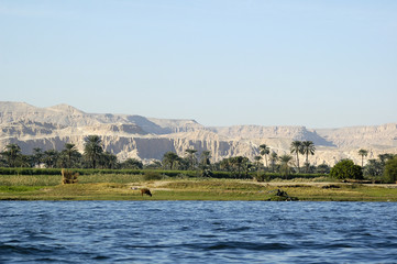 Cow in the Nile river, Aswan