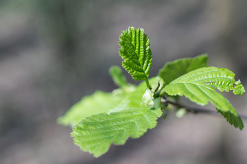 Fresh young hazel leaves in spring closeup. Corylus avellana. Selective focus.