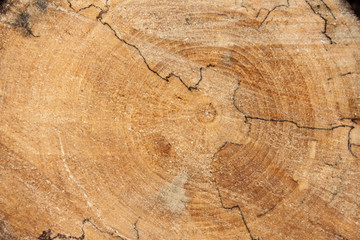 Freshly cut tree stump as a background. From an ash tree.