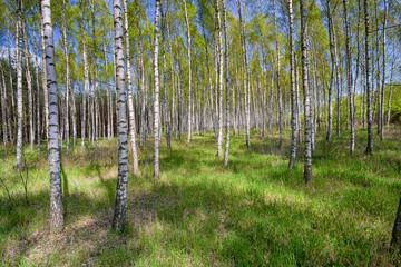 Birch grove in sunny spring day with white trunks of birches, fresh green foliage and blue sky in background. Spring forest landscape. Natural background.