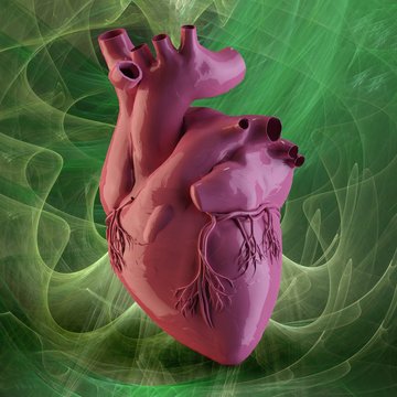 Heart and coronary arteries, illustration
