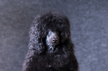 Poodle portrait at studio