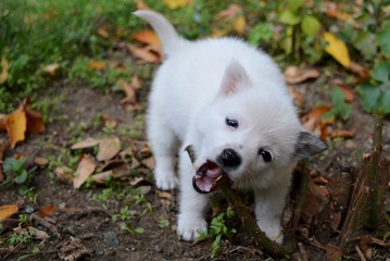 a little white puppy