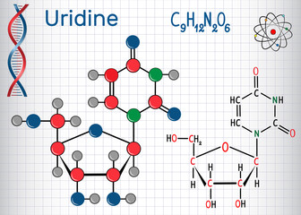 Uridine - pyrimidine nucleoside molecule, is important part of RNA. Structural chemical formula and molecule model