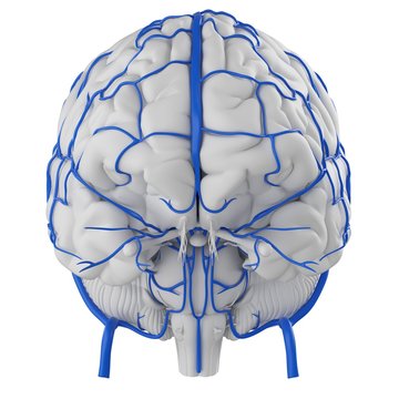 Human Brain Veins, Illustration