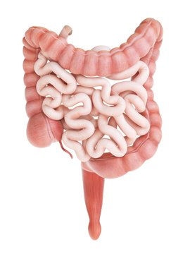 Large and small intestine, illustration
