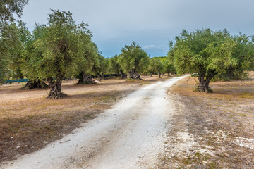 Fototapeta na wymiar Olive trees. Mediterranean olive field with old olive trees. Zakynthos Island, Greece.