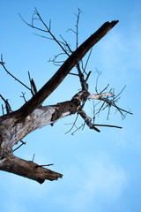 Dead dry tree over blue sky 