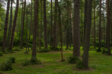 Obraz premium forest in palanga 