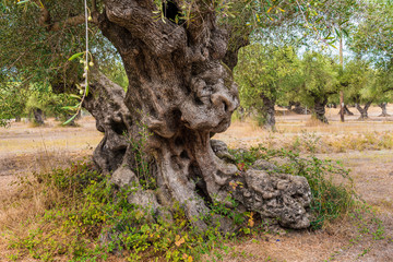 Olive field with big old tree roots and trunk. Zakynthos Island, Greece.