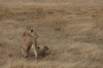 Fototapeta na wymiar Lion and Cub