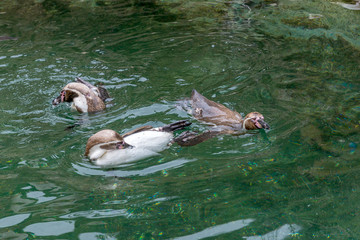Penguins swim in the pond.
