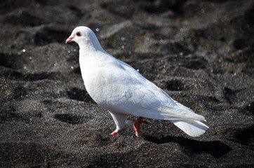 colomba bianca sulla spiaggia nera