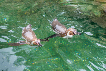 Penguins swim in the pond.
