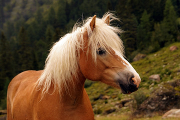 Fototapeta premium Nice haflinger horse with blond mane in Tyrol, Austria.