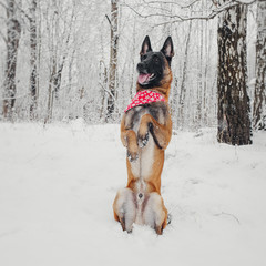 Portrait of the Belgian sheepdog Malinois