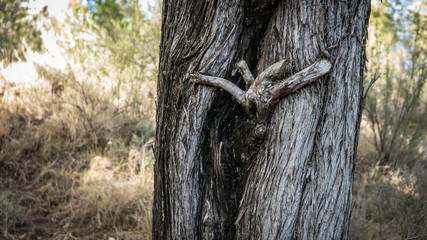 Tree trunk with funny branch formations
