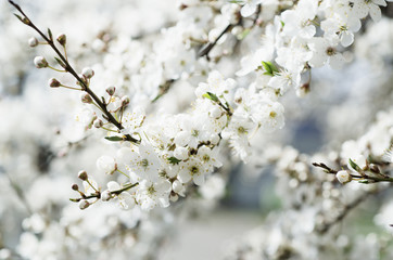 Blossoming of the apricot tree in spring time with white beautiful flowers. Macro image with copy space. Natural seasonal background.