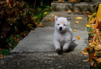 Fototapeta premium a little white puppy