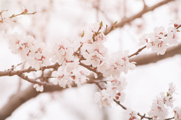 Blossoming of the apricot tree in spring time with white beautiful flowers. Macro image with copy space. Natural seasonal background.