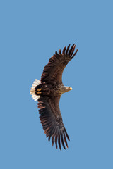 A White-tailed Sea Eagle, Haliaeetus albicilla, in flight against clear, blue sky. Danube Delta, Romania, Europe.