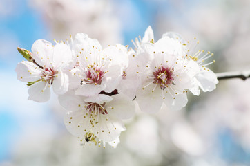 Blossoming of the apricot tree in spring time with white beautiful flowers. Macro image with copy space. Natural seasonal background.